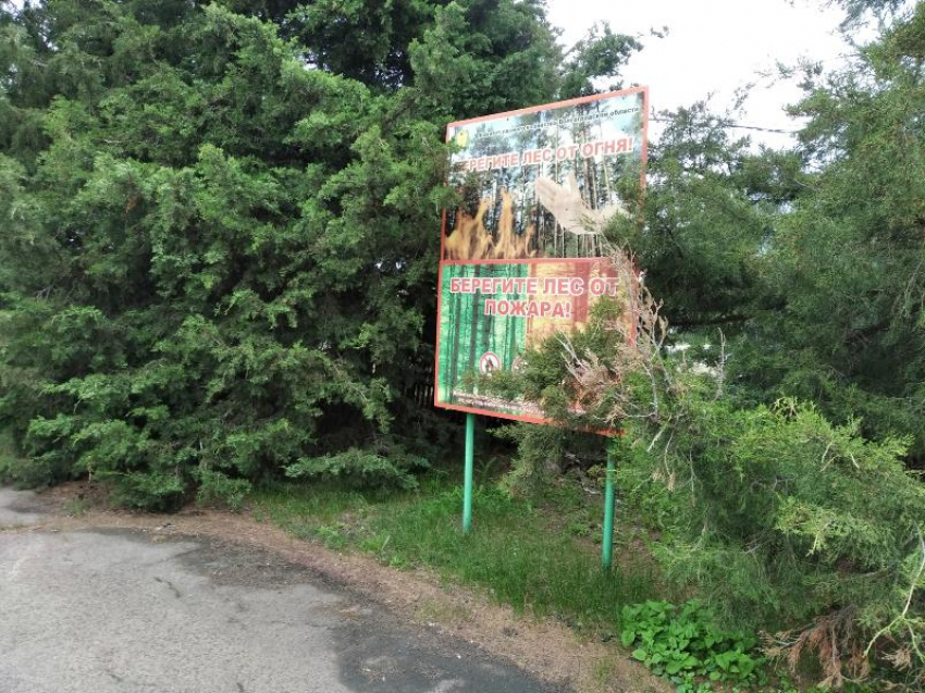 Меньше огня, больше порядка: в Волгоградской области сократилось количество лесных пожаров