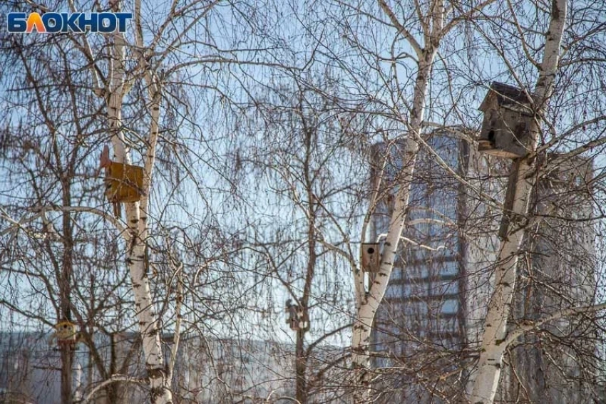 Итоги переписи воробьев в Волжском