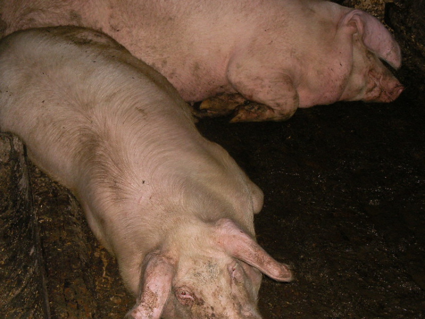 Волжанам напоминают о профилактике африканской чумы свиней