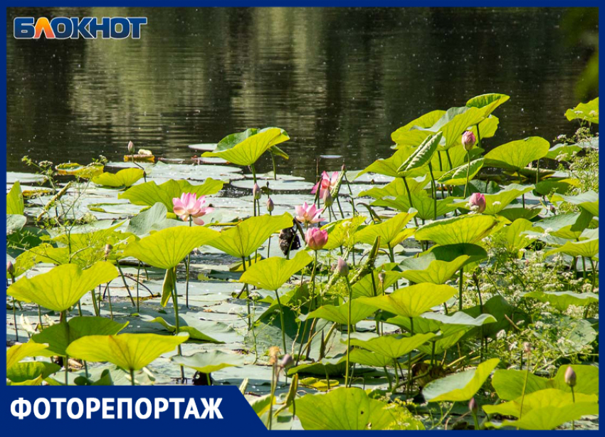 Разведка на Круглом: лотосы цветут, но до них не добраться