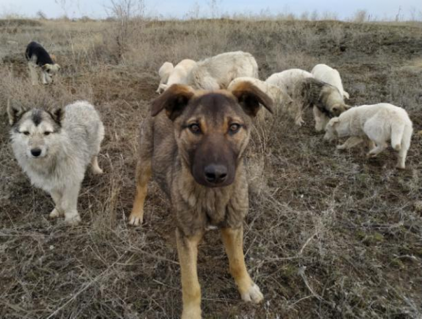 Волжский приют для собак подает сигнал SOS