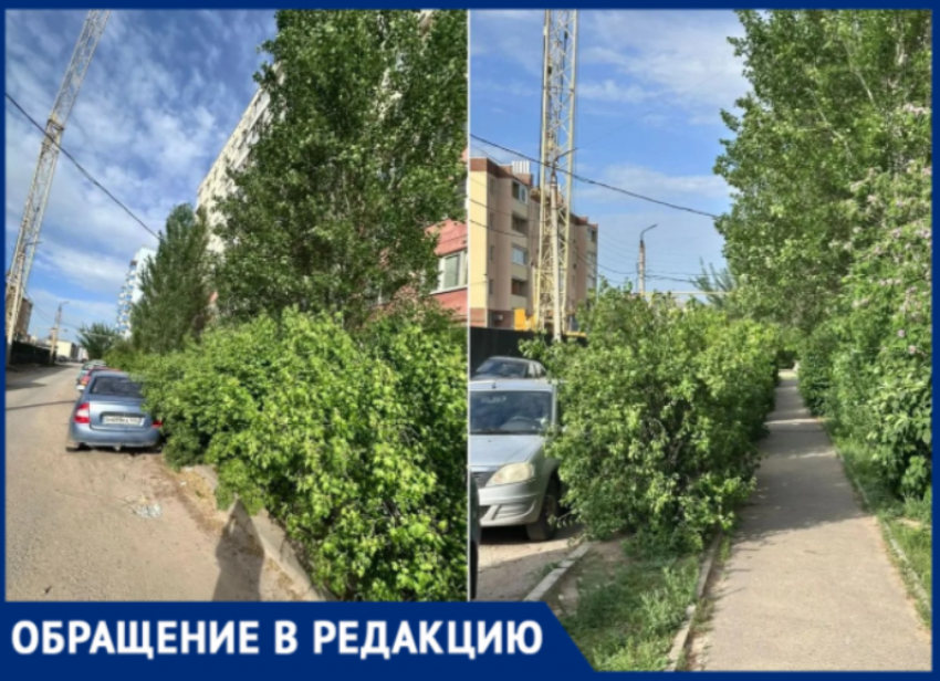 Жителей 38-го микрорайона Волжского атакуют кусты-гиганты, перекрывшие тротуар и парковку кусты