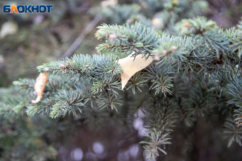 Прогноз погоды на начало недели в Волжском