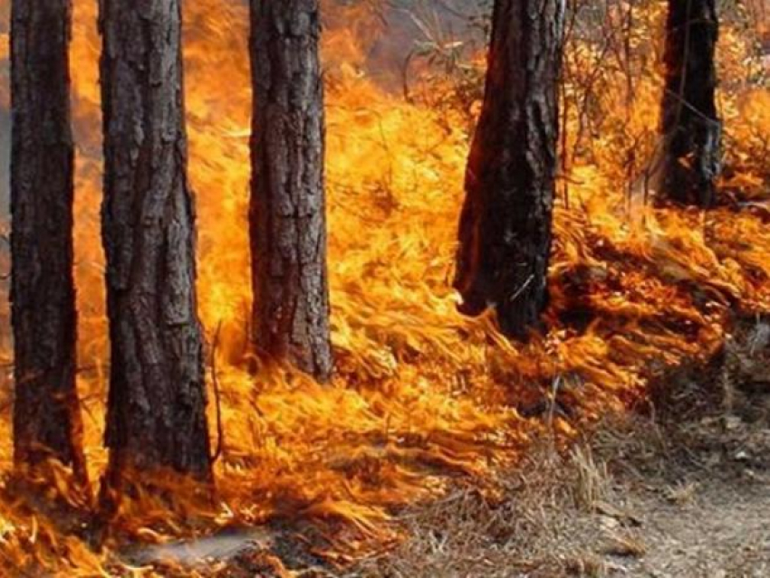 В Волжском и его округе обещают чрезвычайную пожароопасность