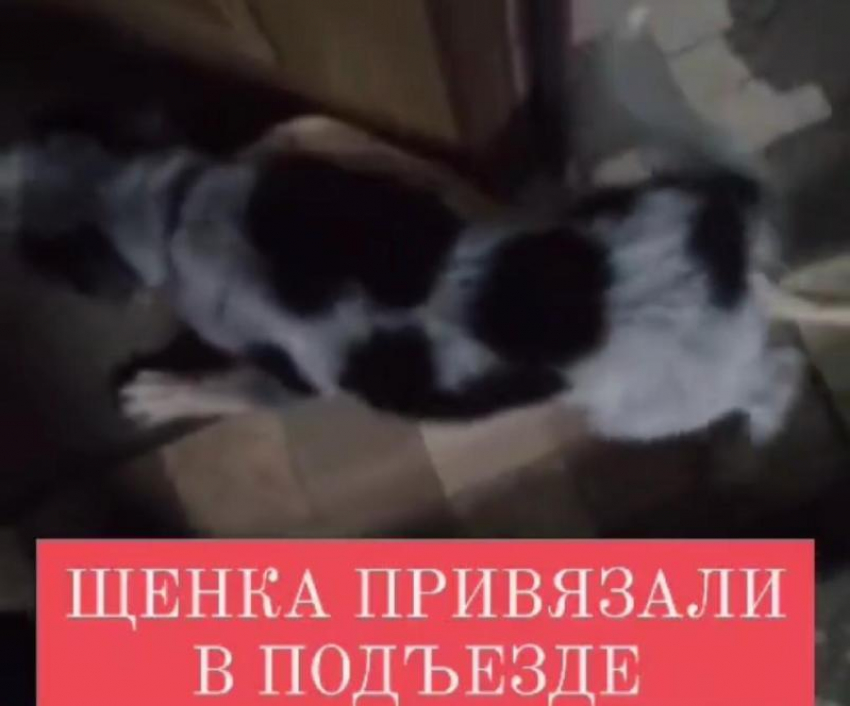 Щенка привязали к перилам на бинт и бросили в Волжском