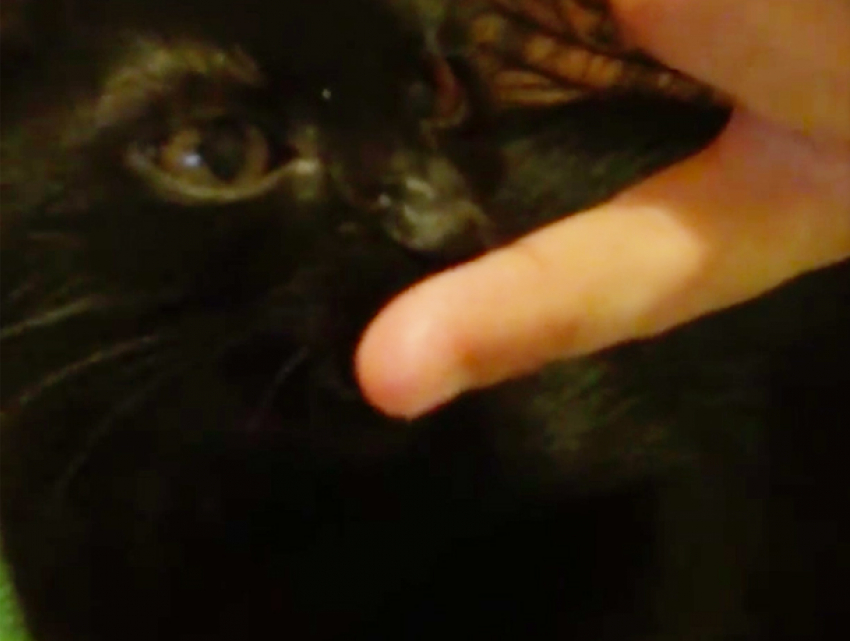 Волжанин воспитал кота-сосуна