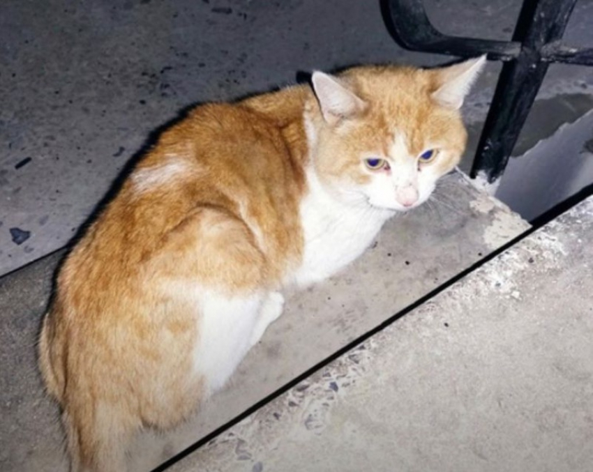 Хозяйка умерла, а кота выкинули в подъезд: ищем дом для малыша в Волжском