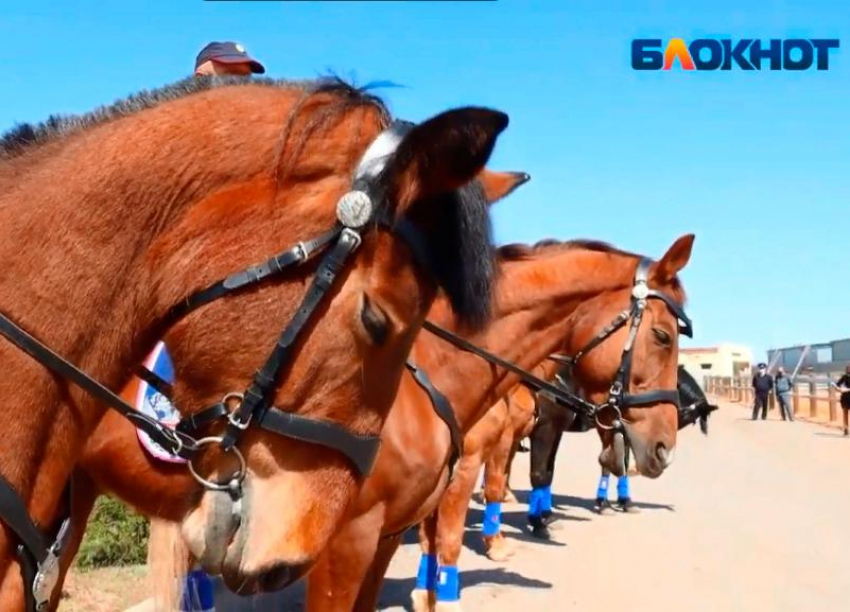 Более 700 тысяч выделяют на корм для лошадей правоохранительной кавалерии Волжского