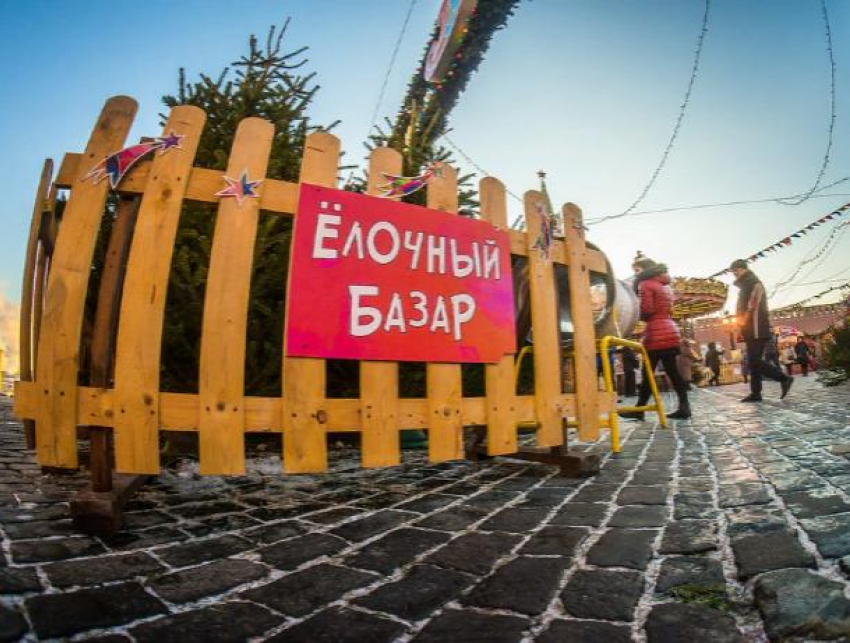 Советы от «Блокнота»: выбираем елку на праздник 