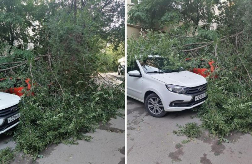 Сухое дерево рухнуло на машины в Волжском
