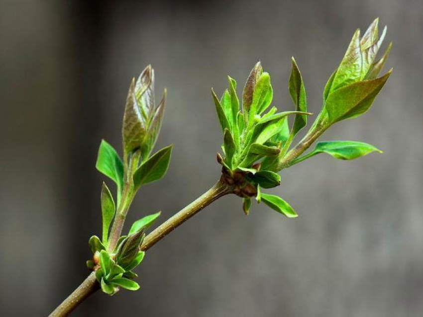 Благовещенье в Волжском порадует теплом
