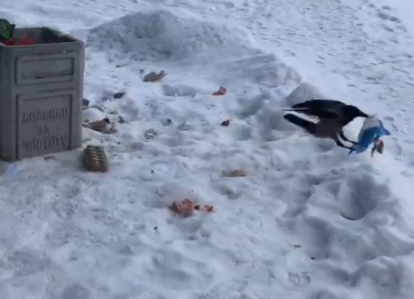 Бескультурная ворона растащила мусор из урны в Волжском: видео