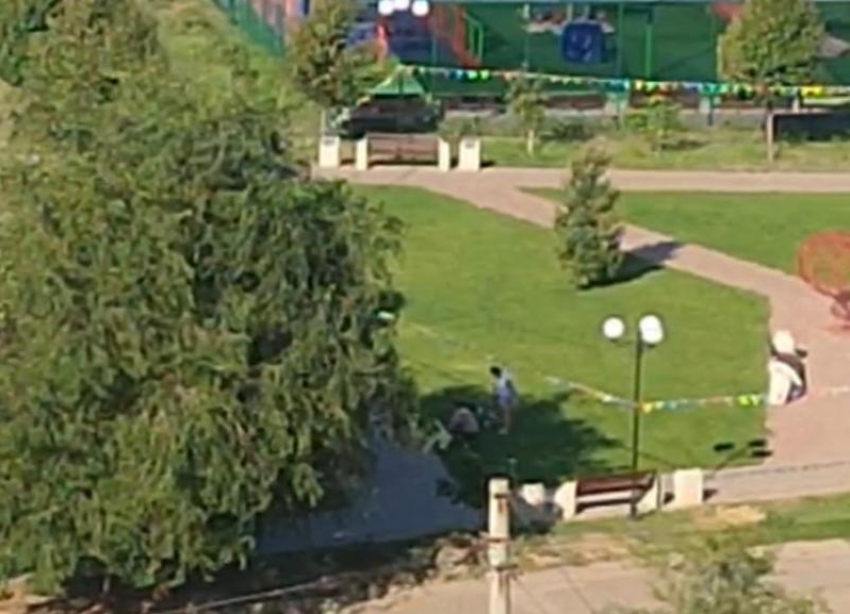 В Волжском собаки справляют нужду на газонах в парке: видео