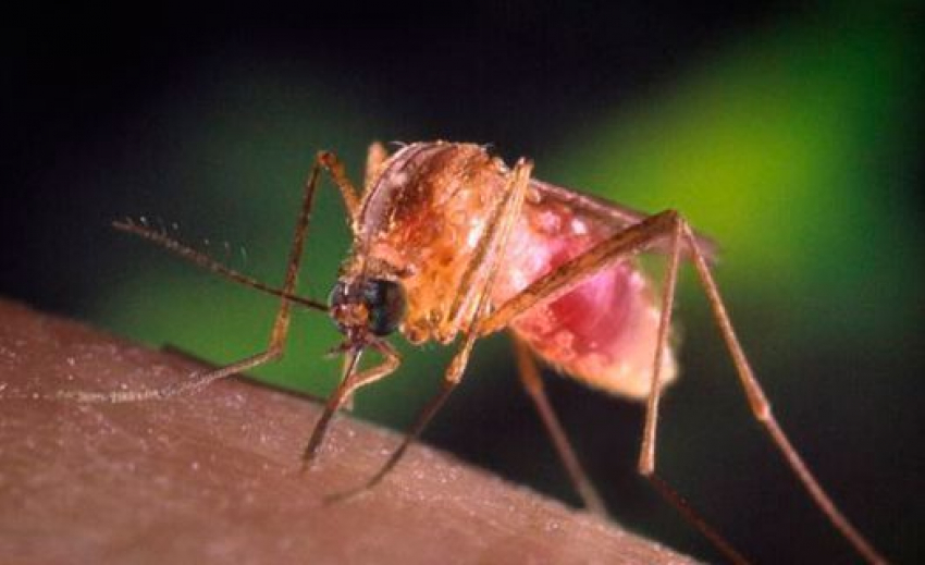 Волжане через укусы комаров могут «подцепить» лихорадку Западного Нила