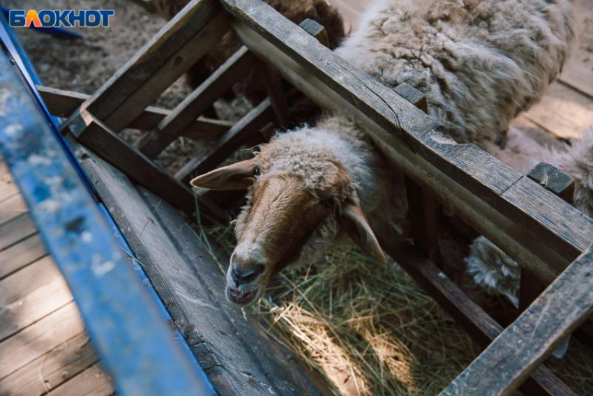 Без домиков и подстилок: в Волжском жители недовольны содержанием животных в зоодворике