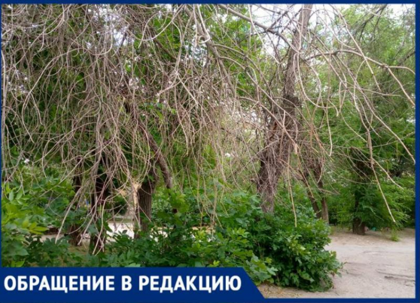 Волжанка обнаружила в городе непроходимые дебри