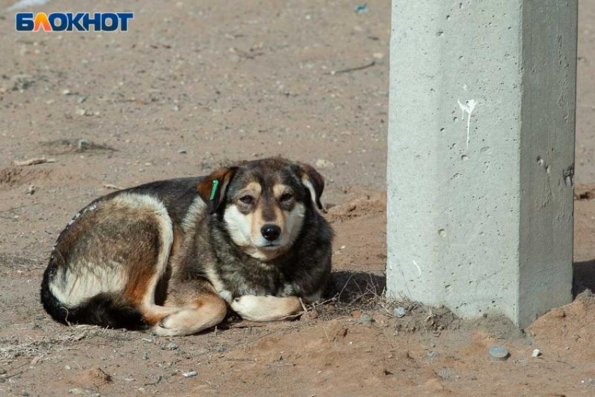 Куда жаловаться на бродячих собак в Волжском: контакты