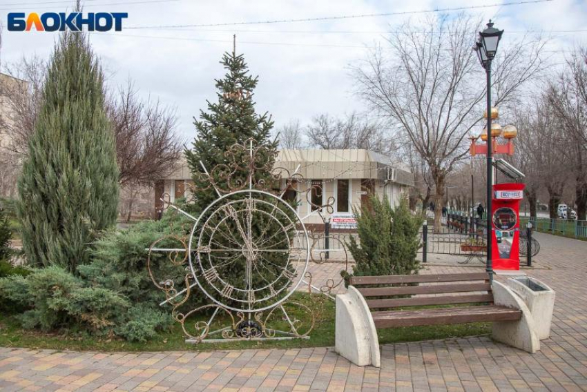 Смогли ли спастись волжские ели от черных лесорубов в преддверии Нового года? Итоги рейда