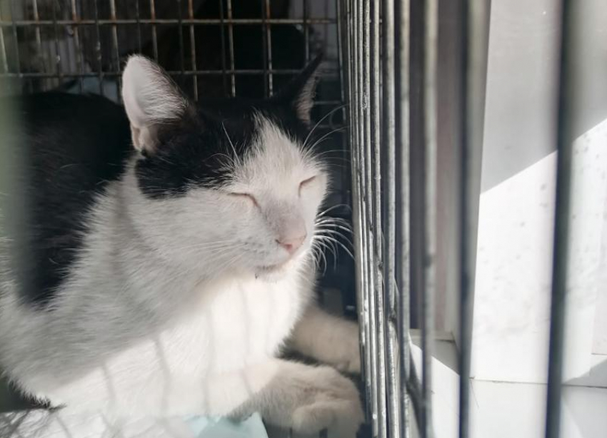 Нуждается в заботе и любви: ослепшему по вине человека коту ищут новый дом в Волжском