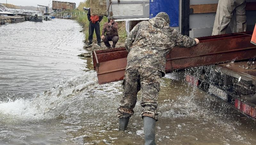 В Волжском в реку выпустили 20 тысяч мальков сазана