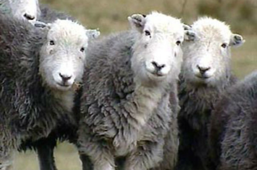 Под Волгоградом пастух похитил у знакомого фермера 17 овец