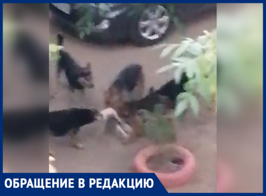 Все утро разрывали кошку: на видео попали бродячие псы, которые терроризируют двор в Волжском