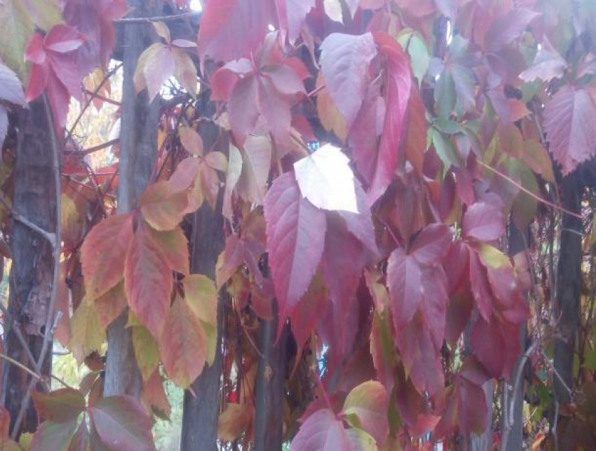 Переменную облачность и геомагнитные бури принесла Филиппова канитель в Волжский 