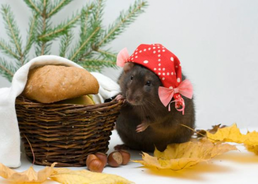 «Блокнот»  выяснил кто в Волжском крыса