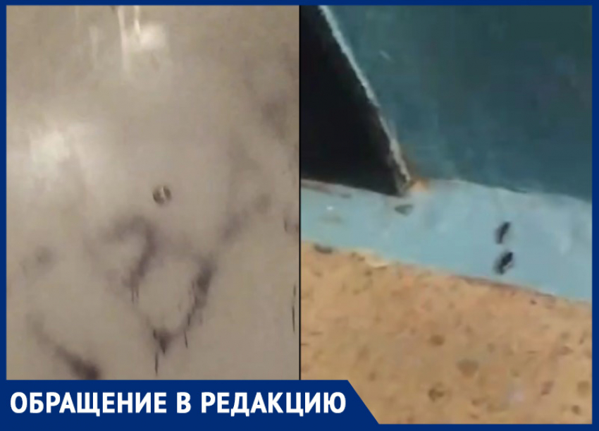 Трупный запах и полчища тараканов: любительница животных терроризирует целый дом в Волжском