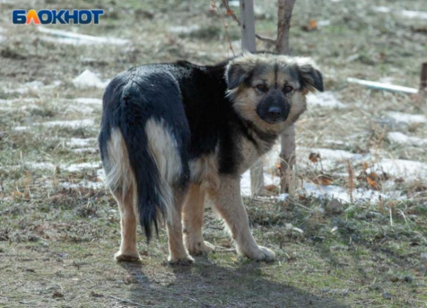 ИП, победившему в аукционе по бездомным животным в Волжском, отказали