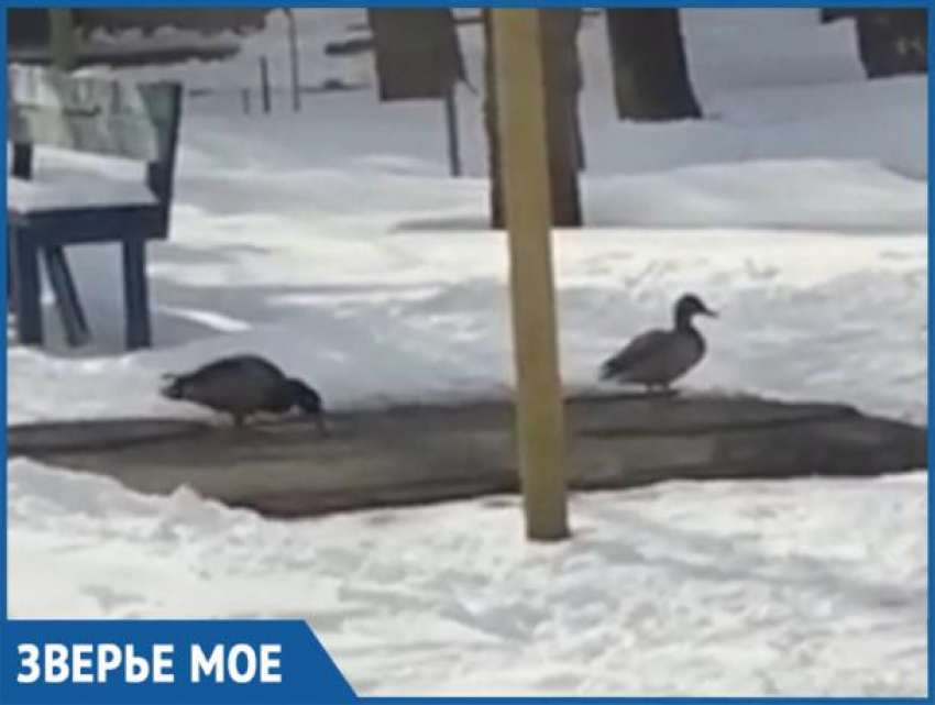Дикие утки поселились среди снега в Волжском
