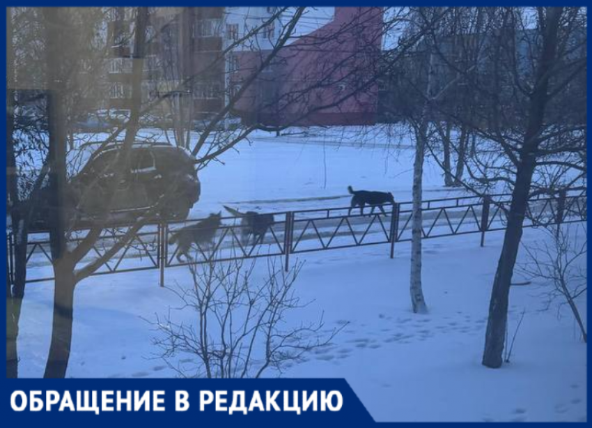 «Ребенка страшно выпускать на улицу»: в Волжском стая собак держит в страхе целый двор