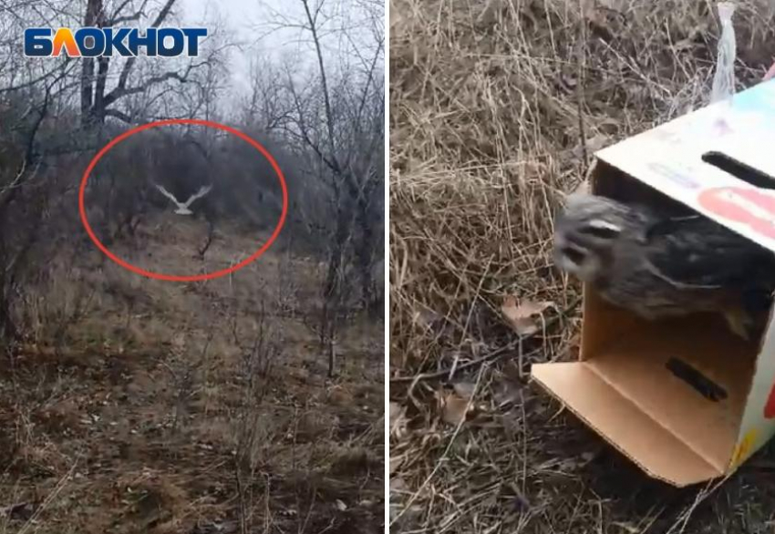 В Волжском лицее спасли от смерти испуганную сову: видео