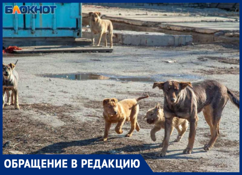 «Выхватили ребенка, когда животное было перед его лицом», - волжанка о бродячих собаках