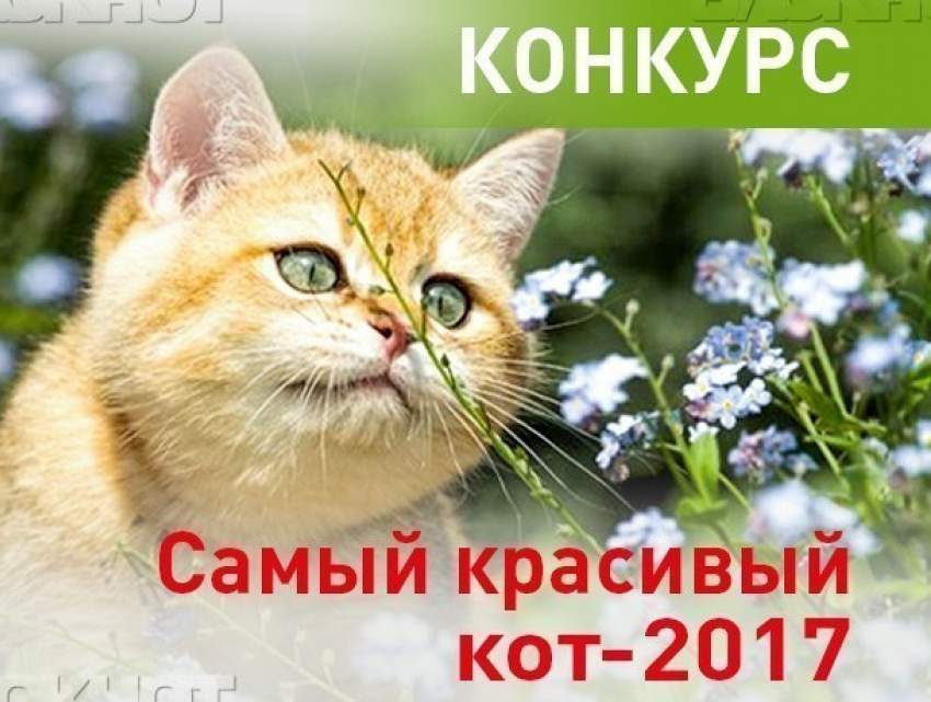 Голосование за участников конкурса «Самый красивый кот-2017» стартовало!
