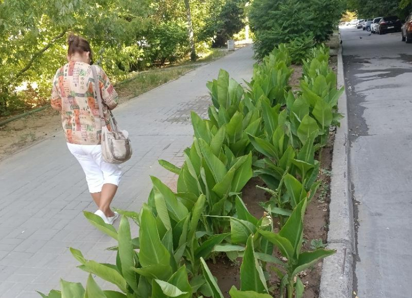В Волжском чиновники потребовали убрать клумбу, которую житель посадил возле дома