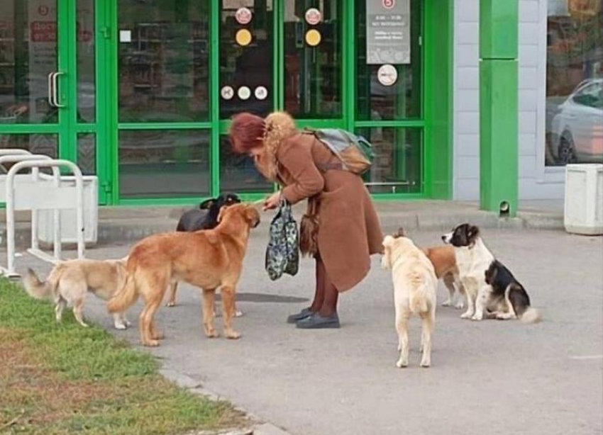 Атака бездомной собаки на ребенка в Волжском: жители требуют решения проблемы