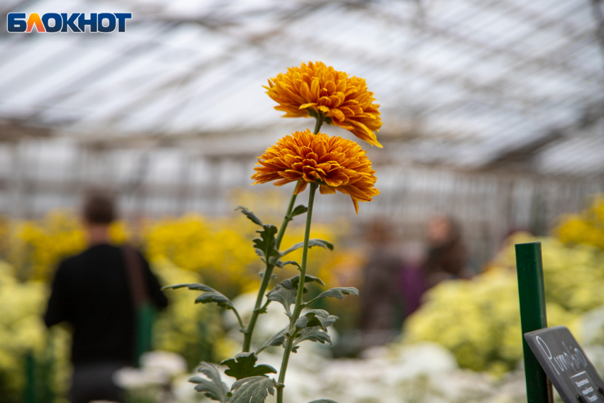 В Волжском модернизируют оранжерею в 2026 году