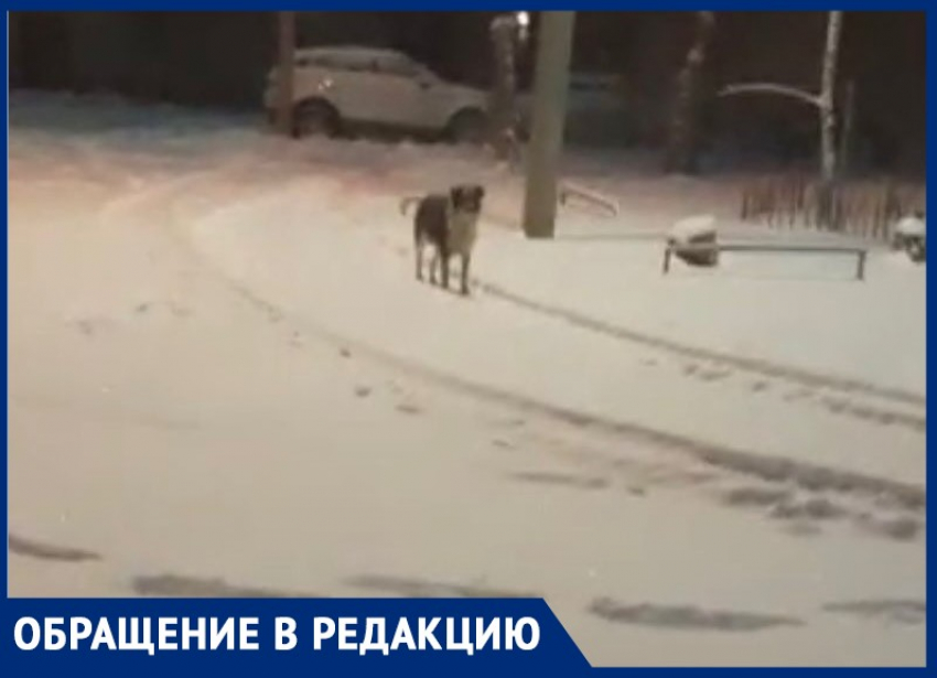 Собаки нападают на детей возле администрации Волжского