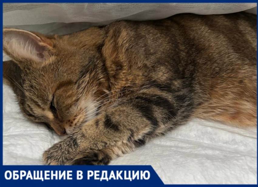 Кот из Средней Ахтубы оказался на грани смерти из-за ошибки ветеринара