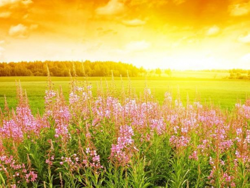 День окружающей среды будет ясным и солнечным