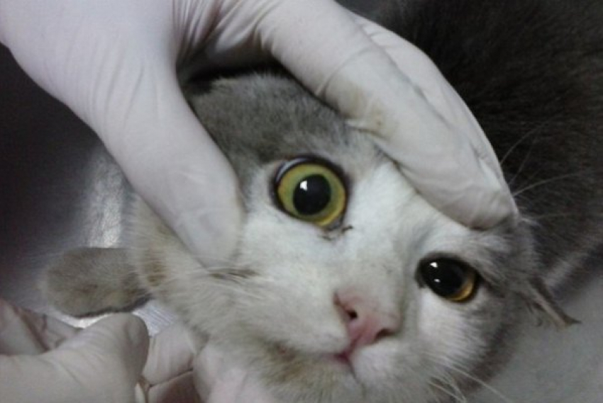 Волжанка спасла кота, сутки умиравшего после ДТП на обочине