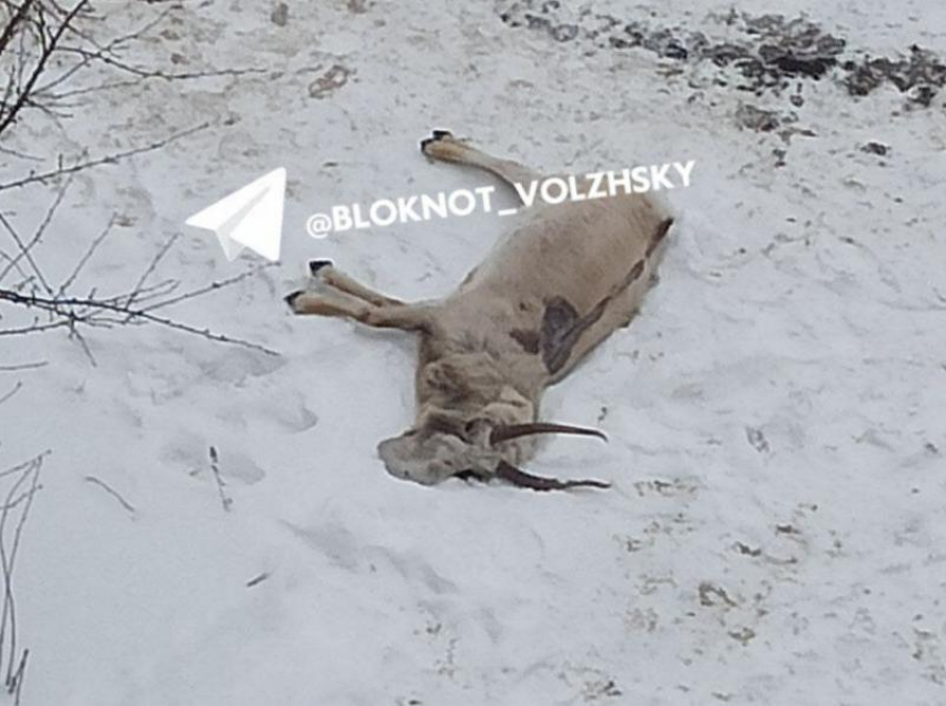 Беременная сайга найдена мертвой во дворе жилого дома в Волжском