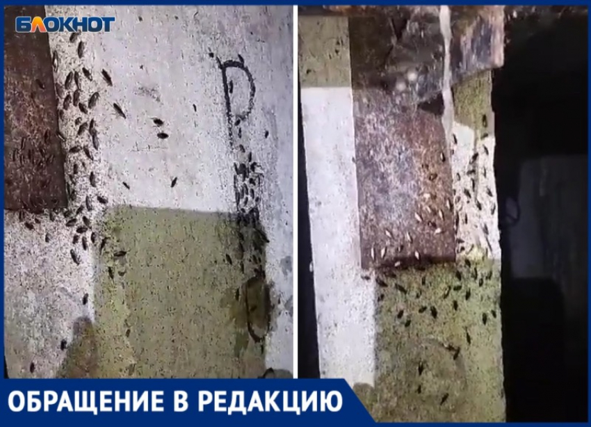 Вонь и тараканы: УК МПЖХ месяц не реагирует на течь трубы в подвале Волжского МКД