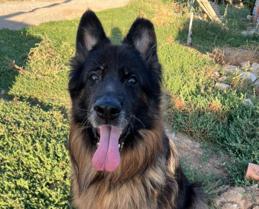 Волжский «Хатико»: огромный длинношерстный кобель ждал хозяина у инфекционной больницы 