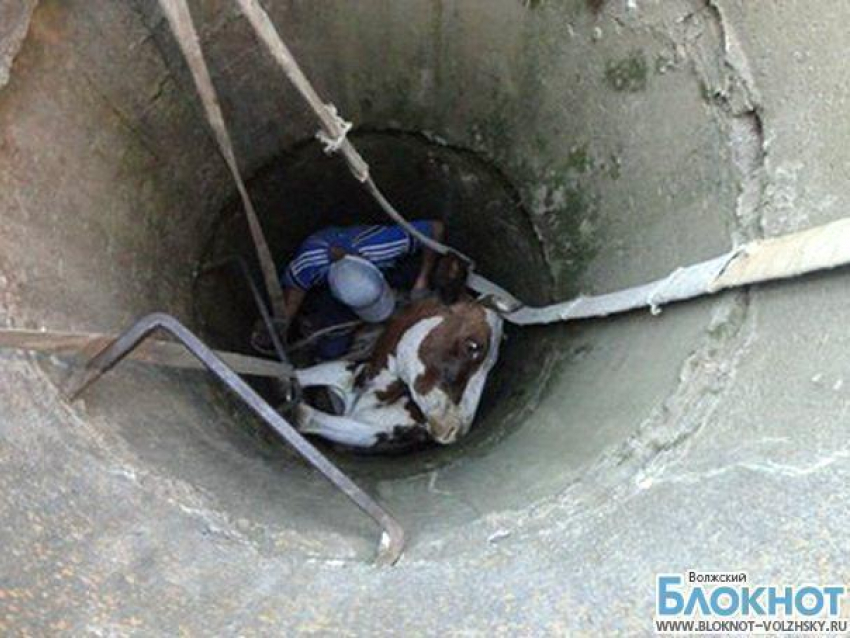 В Волгоградской области две бригады добровольцев спасли  корову