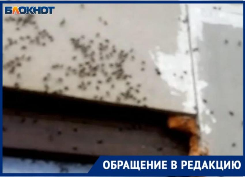 Сплошной стеной покрывают окна и дома: близ Волжского людей одолело нашествие насекомых
