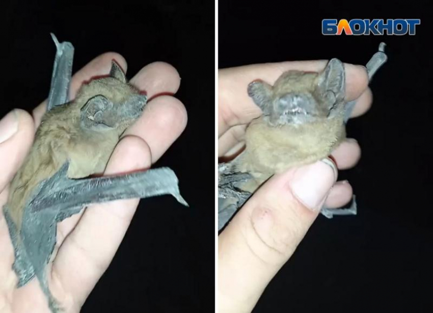 Спас десяток летучих мышей и освободил подъезд от незваных гостей зоозащитник в Волжском