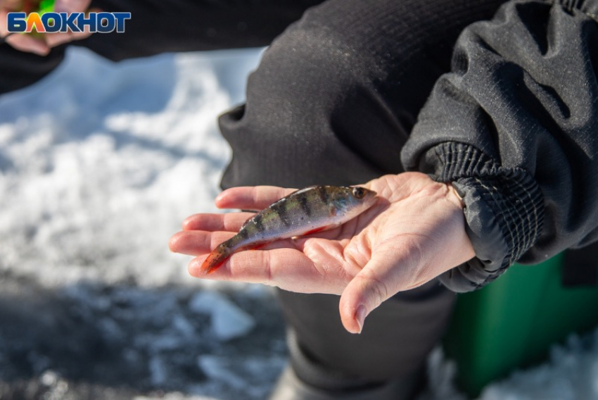 Правила рыбалки ужесточили для жителей Волжского