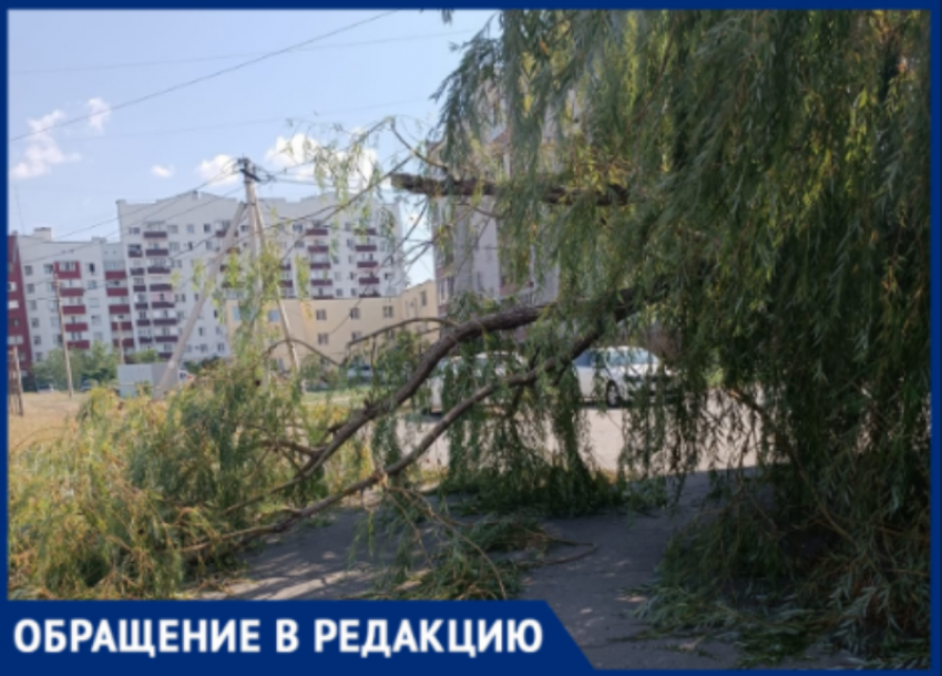 Волжане жалуются на мусор и поваленные деревья спустя неделю после урагана